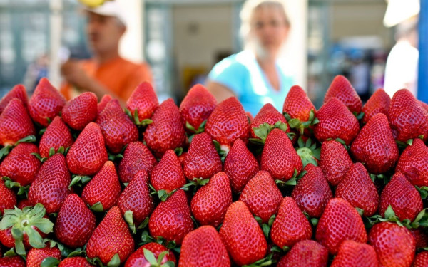 Γεμάτες φυτοφάρμακα οι ελληνικές φράουλες - Ξεπέρασαν το όριο κατά τα 5.530%