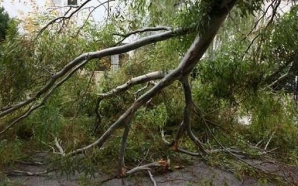 Πτώσεις δέντρων σε Θεσσαλονίκη, Έδεσσα και Χαλκιδική έφερε η «Μπάρμπαρα»