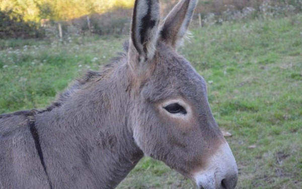 Πέτυχε η πρώτη εξωσωματική γονιμοποίηση σε... γαϊδουρίτσα