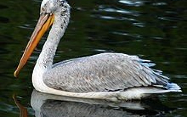 Η αβάσταχτη μοναξιά των αργυροπελεκάνων στις Πρέσπες που έχασαν το ταίρι τους