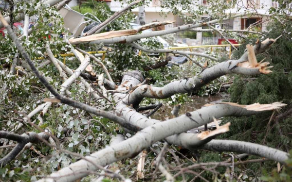 Θεσσαλονίκη: Επιχείρηση αφαίρεσης κομμένων δέντρων από τον δήμο - Στόχος οι επιπλέον θέσεις πρασίνου