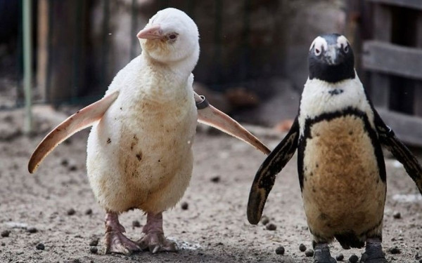 Δορυφόρος ανακάλυψε νέες επίγειες αποικίες πιγκουίνων 