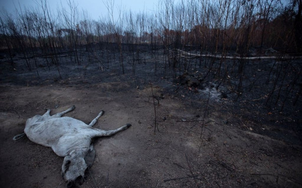 Εχει καταστραφεί το 26% του οικοσυστήματος στον Αμαζόνιο