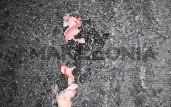  Θεσσαλονίκη: Γυναίκα οδηγός πετούσε ωμό κρέας στον δρόμο (Φωτ.) 