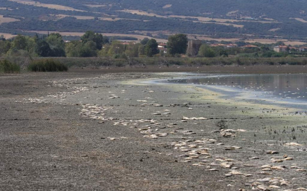 Χιλιάδες νεκρά ψάρια στην Κορώνεια