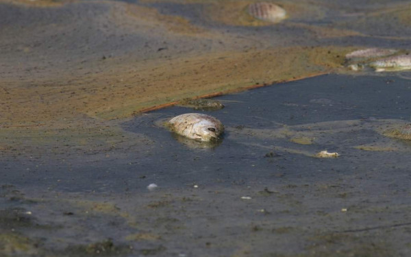 Μέτρα για την Κορώνεια ζητά από την ΠΚΜ η Οικολογία -Πράσινη Λύση