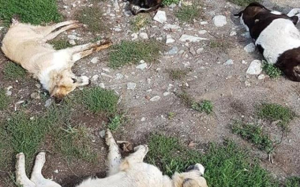 Καρδίτσα: Έριξαν φόλες και σκότωσαν τα δύο σκυλιά του - Επικήρυξε τους δράστες με 2.000 ευρώ (βίντεο)