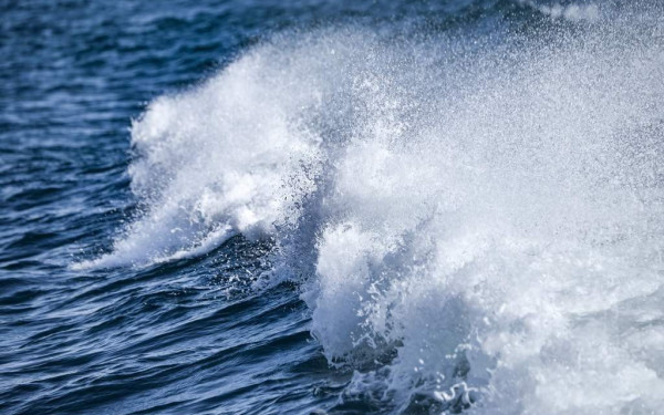 Μέγαρα - Κακοποίηση ζώου: Έδεσαν με πέτρα και έριξαν λυκόσκυλο στη θάλασσα