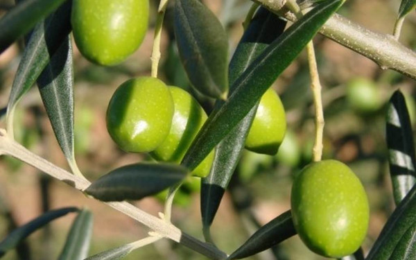 Οι Millenials και η κουλτούρα των υγιεινών σνακ «ανεβάζουν» την επιτραπέζια ελιά