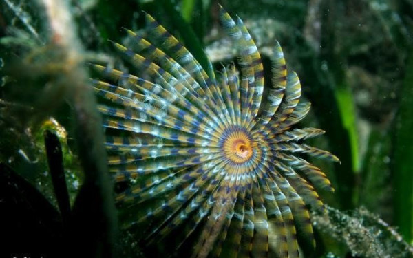 Καταδύσεις εδώ και 30 χρόνια στα λιβάδια της Ποσειδωνίας!