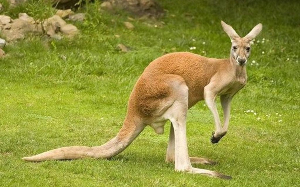 Αυστραλία: Τα καγκουρό κινδυνεύουν να πεθάνουν από την πείνα 