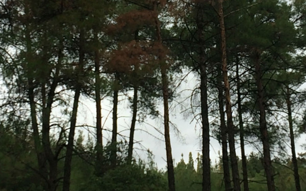 Το έντομο «φονιάς» απειλεί τα Πλατανάκια στο Πανόραμα 