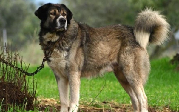 Λάρισα - Νέο περιστατικό κακοποίησης ζώου: Έδεσε τον σκύλο του στον προφυλακτήρα και τον έσερνε