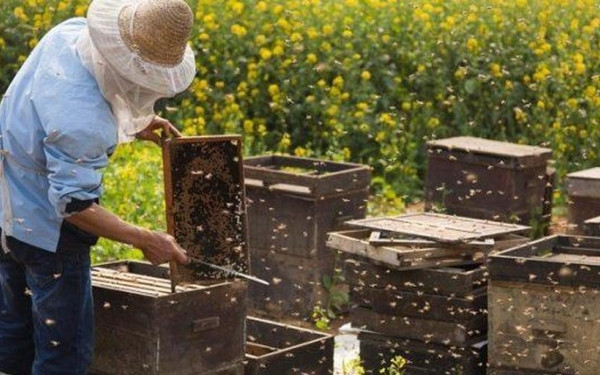 Σχεδόν 47.000 μελισσοκόμοι έχουν ενταχθεί στο ηλεκτρονικό μητρώο για το ελληνικό σήμα στο μέλι