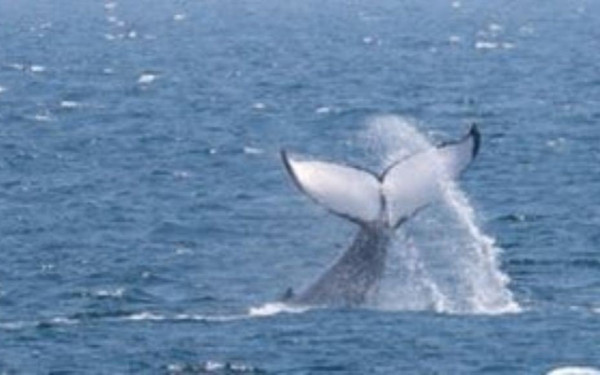 Φάλαινα εμφανίστηκε στον Παγασητικό και «χαιρέτισε» ψαράδες από αλιευτικό με εντυπωσιακό τρόπο (βίντεο)