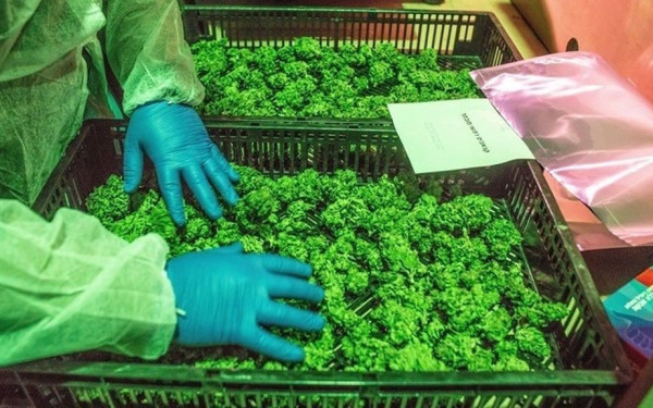 Β. Ελλάδα: Δύο μεγάλες σουηδικές εταιρίες επενδύουν στο Κιλκίς στον τομέα της ιατρικής κάνναβης 