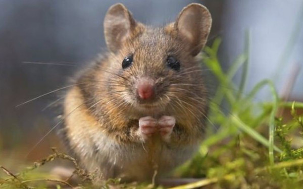Τα ποντίκια ακούν μουσική... όπως και οι άνθρωποι