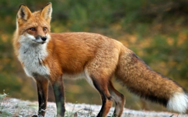 ΠΚΜ: Ολοκληρώθηκε η εμβολιαστική εκστρατεία για την κόκκινη αλεπού 