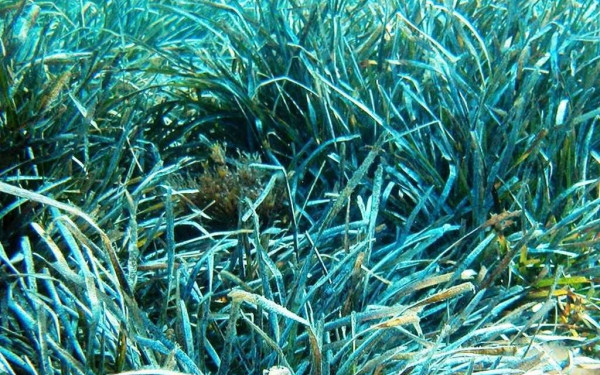 Δίχτυ προστασίας στα «λιβάδια Ποσειδωνίας» απλώνει η ΠΚΜ