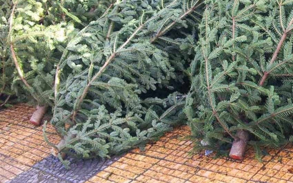 ΦΟΔΣΑ: «Κανένα δέντρο στο ΧΥΤΑ»