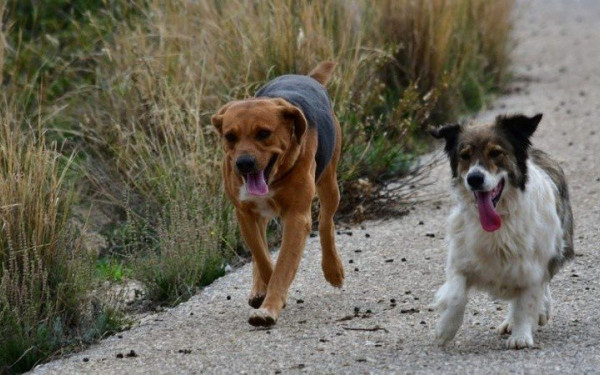 Απίστευτη βιαιότητα στη Δράμα: Έκοψε με ψαλίδι τα αυτιά αδέσποτου σκύλου