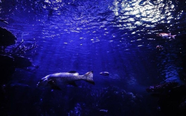 Ευρωπαϊκή συμμαχία για τη ρύπανση της Μεσογείου (βίντεο)