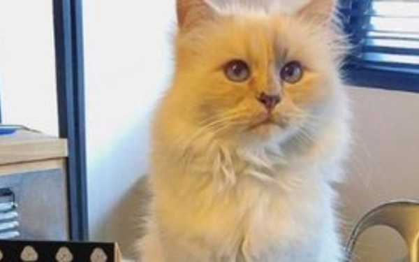 Αγγλία: Γάτος ο πρώτος ασθενής με Covid-19 στο... βασίλειο των κατοικίδιων