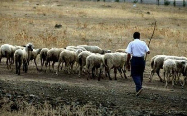 Μεσσήνη: Βοσκός τραυματίστηκε από σκάγια την ώρα που φύλαγε το κοπάδι του