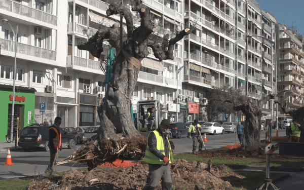 Θεσσαλονίκη: Τριάντα αιωνόβια ελαιόδεντρα στην Αγγελάκη (Φωτ.)