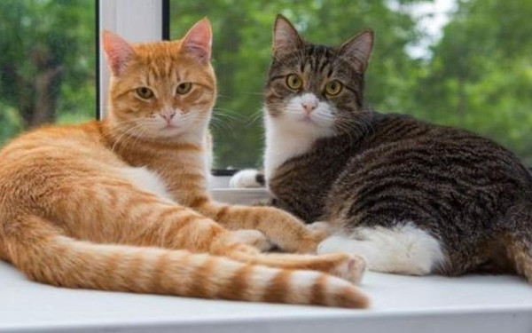 Χαλκιδική: Νέο περιστατικό θανάτωσης αδέσποτων ζώων από φόλες στον Πολύγυρο