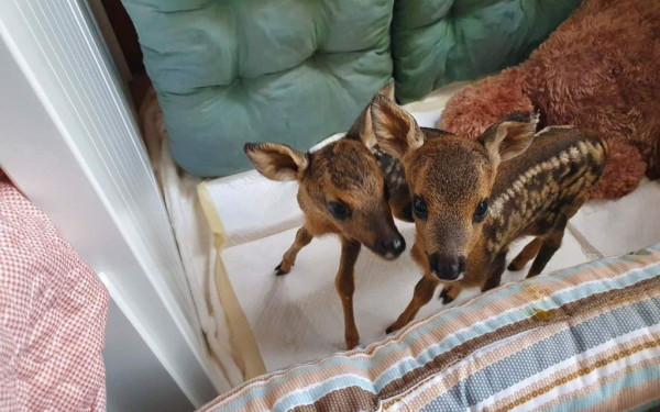 Άλλο ένα νεογέννητο ζαρκαδάκι στον Αρκτούρο