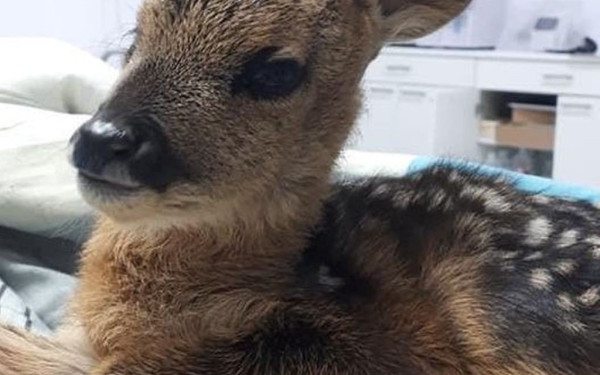 Νεογέννητο ζαρκαδάκι μεταφέρθηκε στον "Αρκτούρο" με σπασμένο πόδι!