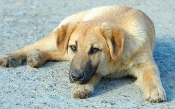 Νέα υπόθεση κακοποίησης ζώου: Άνδρας κλωτσά σκύλο στη μέση του δρόμου στα Ιωάννινα (βίντεο)