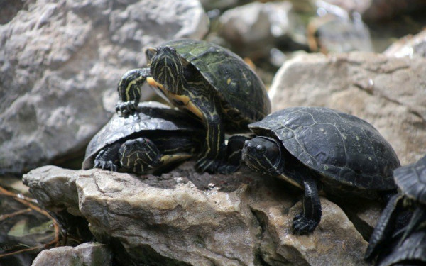 Σε επίπεδα «ρεκόρ» το λαθρεμπόριο ζώντων ζώων παγκοσμίως