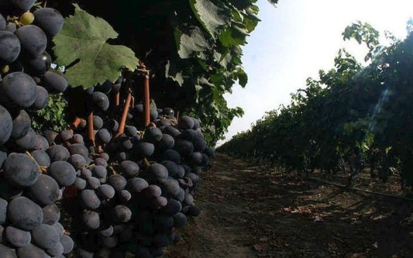 Σε χαμηλά επίπεδα η παγκόσμια παραγωγή οίνου το 2025 εξαιτίας κλιματικών συνθηκών