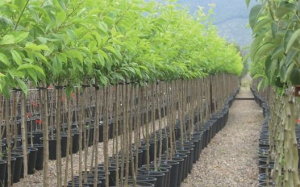 Στην Αριδαία το μεγαλύτερο βιολογικό φυτώριο των Βαλκανίων (βίντεο)