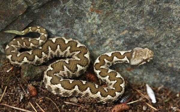 Βόλος: Τέσσερις φορές δάγκωσε την 4χρονη το φίδι - Τα νεότερα της υγείας της (βίντεο)