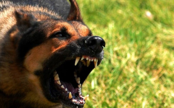 Θεσσαλονίκη: Δεσποζόμενος σκύλος βγήκε από αυλή και δάγκωσε δύο άτομα στο Ωραιόκαστρο - Χειροπέδες σε 49χρονη