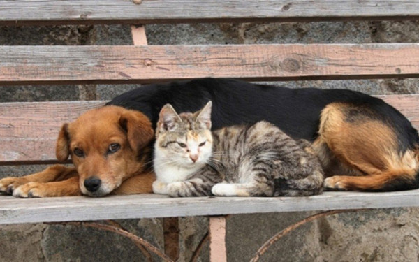 Χαλκιδική: SOS για τις φόλες στον Πολύγυρο - Τουλάχιστον πέντε νεκρά ζώα