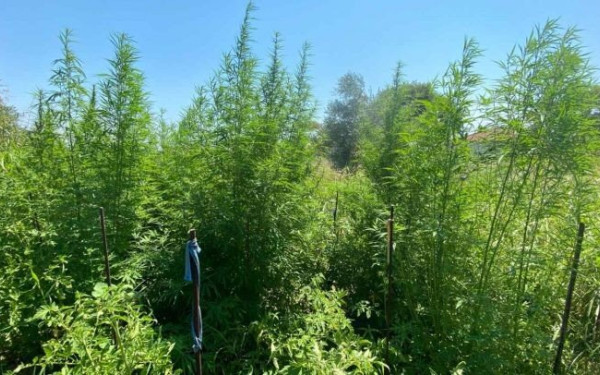 Αγγλία: Η οσμή πρόδωσε καλλιέργεια κάνναβης σε ιστορική συνοικία του Λονδίνου