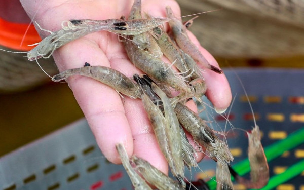 Εντοπίστηκαν ίχνη κορονοϊού σε συσκευασμένες γαρίδες από τον Ισημερινό