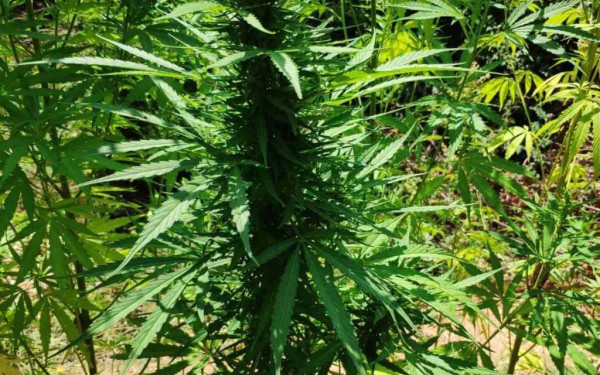 Μάλτα, η πρώτη χώρα στην Ευρώπη που επιτρέπει περιορισμένη καλλιέργεια και κατοχή κάνναβης για προσωπική χρήση