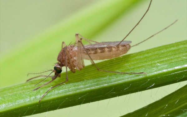 Ιός Δυτικού Νείλου: Συνολικά τρία κρούσματα έχουν διαγνωστεί στην Ελλάδα