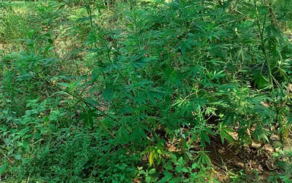 Όλυμπος: Xασισοφυτεία-μαμούθ με πάνω από 5.000 δενδρύλλια μέσα σε απάτητη πλαγιά - Δύο συλλήψεις