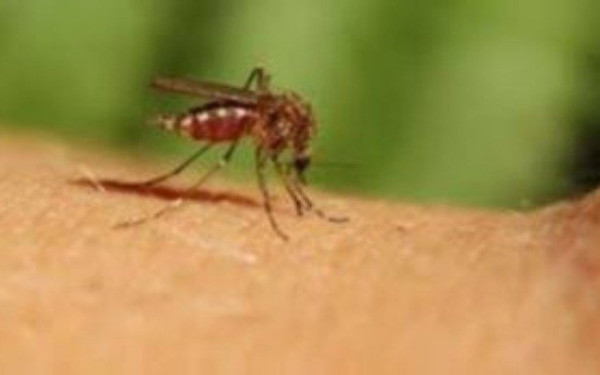 Ξεκινά το πρόγραμμα εναέριων ψεκασμών για τα κουνούπια στους ορυζώνες της Θεσσαλονίκης, της Πιερίας και της Ημαθίας