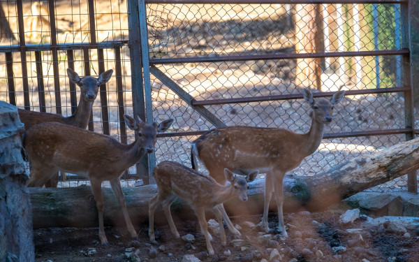 ΗΠΑ: Επιστήμονες εισηγούνται στους ζωολογικούς κήπους να επιτρέπουν την αναπαραγωγή ζώων αλλά να τα σκοτώνουν «προτού γεράσουν»