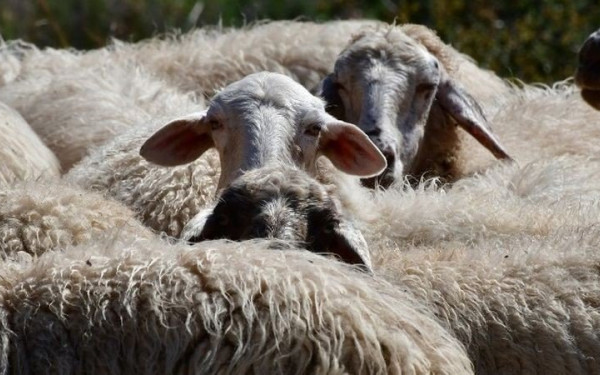 Έγινε η κρίσιμη σύσκεψη στη Λαμία για την ευλογιά των προβάτων