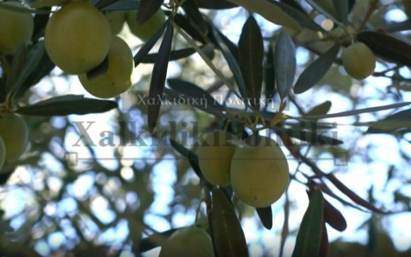 Χαλκιδική: Πρόωρα θα γίνει η συγκομιδή της πράσινης ελιάς - Ανάγκη για εργατικό δυναμικό
