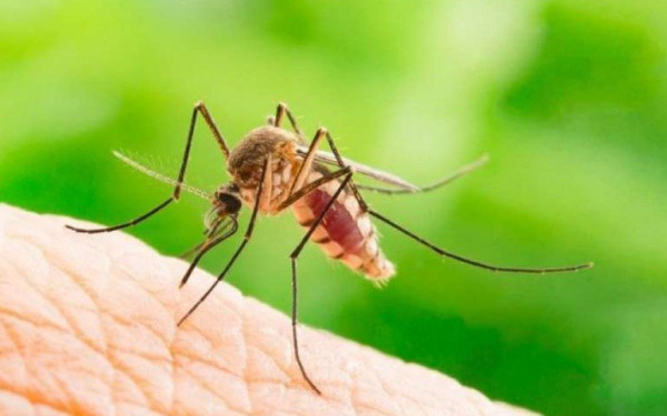 Δυτικός Νείλος: Τα δεκάδες κρούσματα στην κεντρική Μακεδονία παρατείνουν τους ψεκασμούς