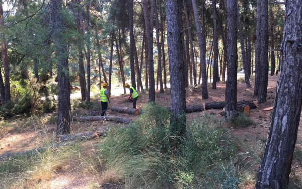 Σέρρες: Σκοτώθηκε 42χρονος υλοτόμος - Τον πλάκωσε δέντρο εν ώρα εργασίας